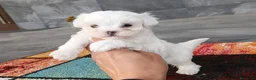 Bichón Maltés perros en venta: Bichon Maltés  - Anuncio 3