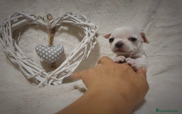 Chihuahua perros en venta: Perro Chihuahua  - Imagen 17