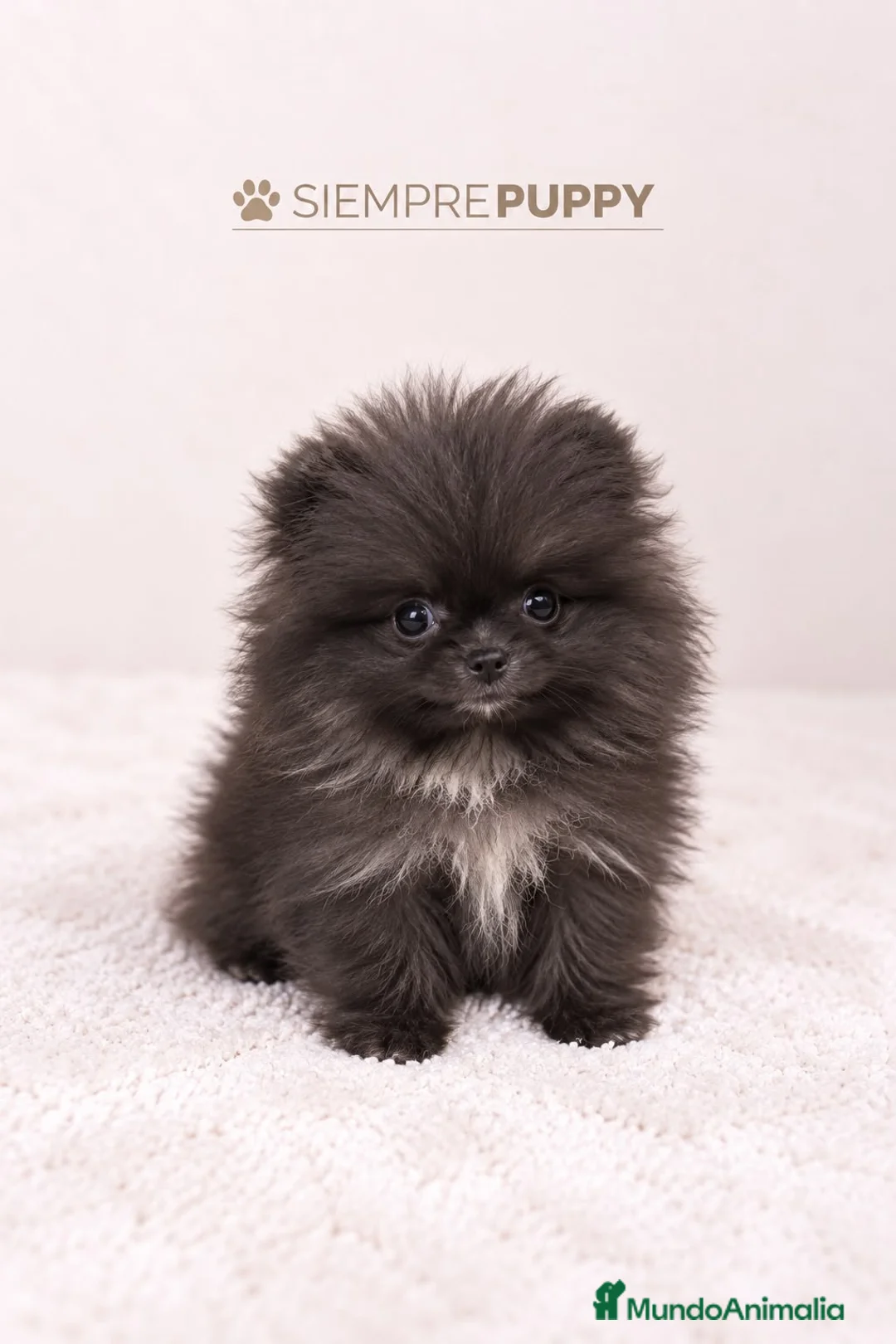 Pomerania perros en venta: POMERANIA MINI TOY LÍNEA RUSA - Anuncio 2
