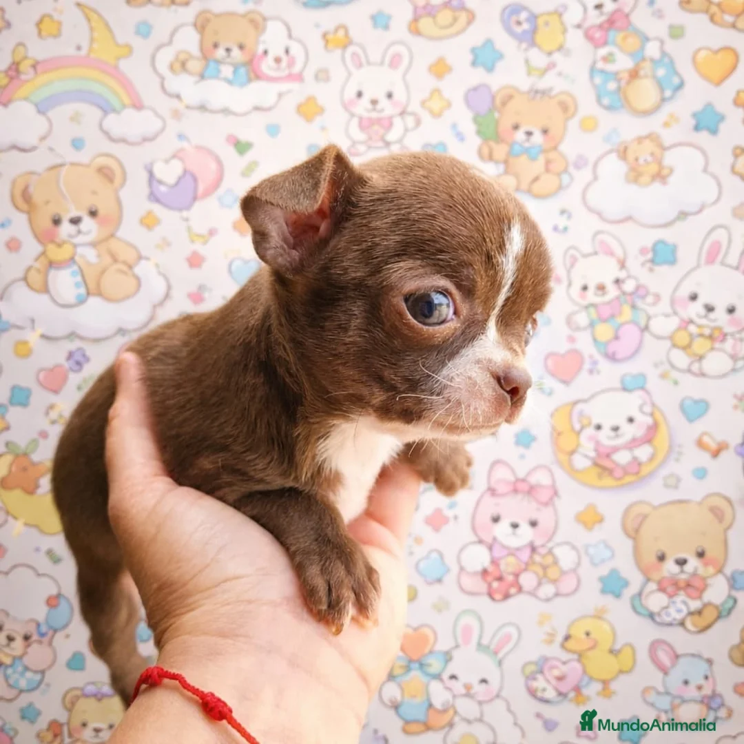 Chihuahua perros en venta: Se vende Chihuahua - Anuncio 2