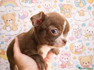 Chihuahua perros Se vende Chihuahua - Anuncio 3