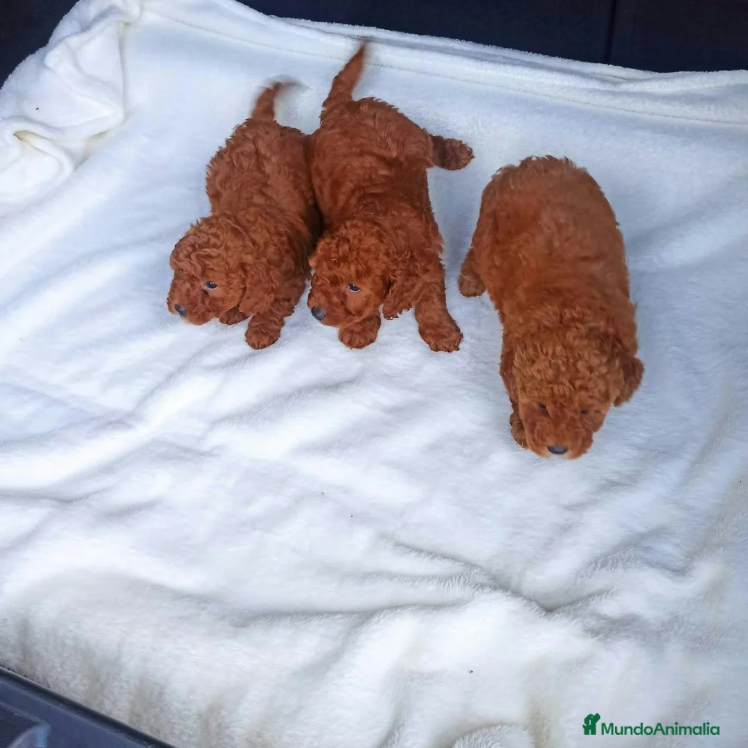 Caniche Toy perros en venta: ‼️‼️CANICHES ROJOS 50% ASIÁTICOS  - Anuncio 2