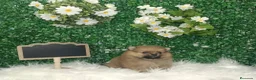 Pomerania perros en venta: POMERANIA MINI TOY  - Anuncio 2