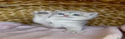 Británico de Pelo Corto gatos en venta: Camada F2 de British Shorthair Golden - Anuncio 9