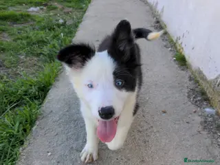 Border Collie perros Camada de border collie - Anuncio 1