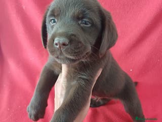 Labrador Retriever perros Labrador Retriever Chocolate - Anuncio 1