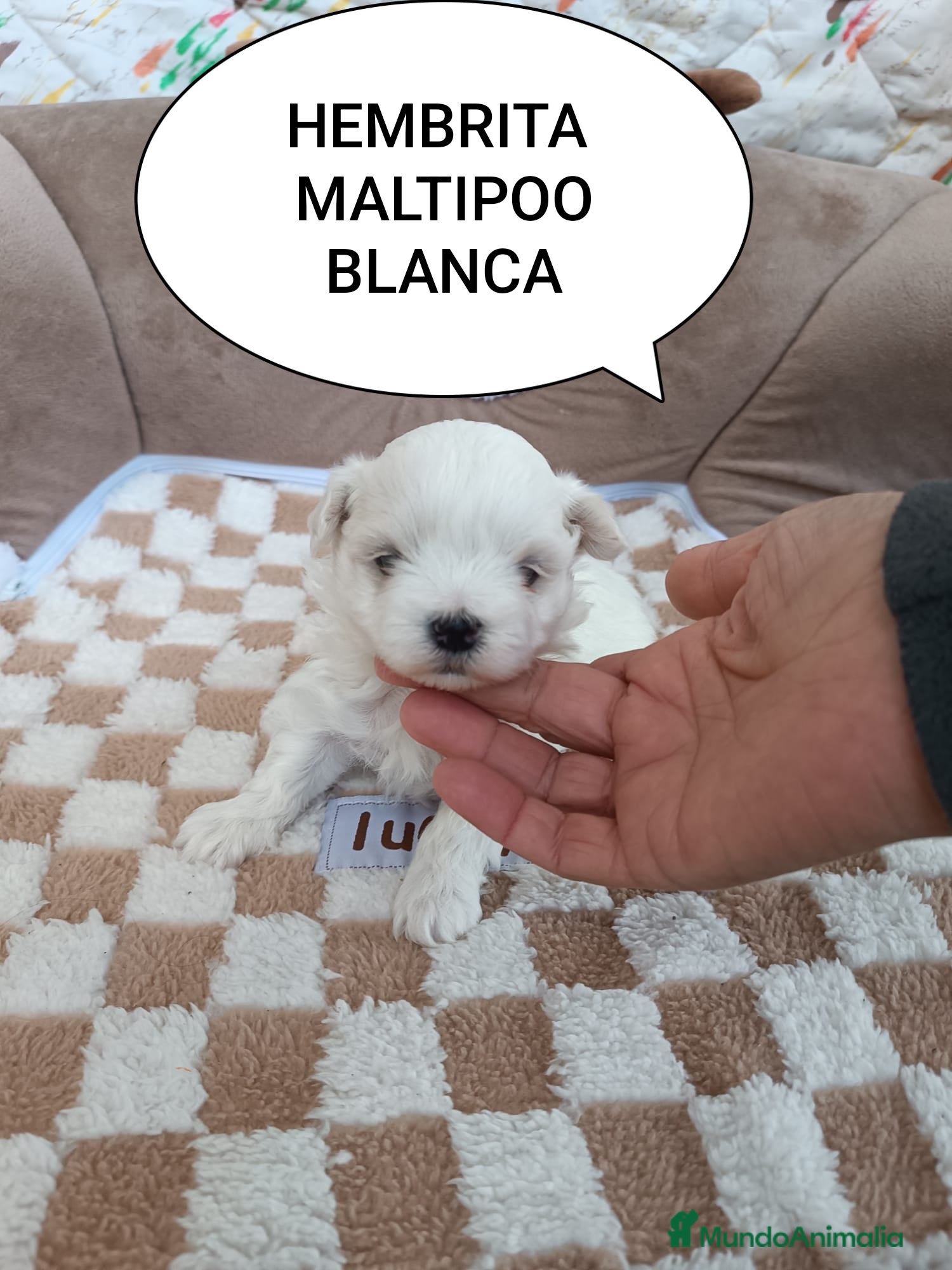 Maltipoo perros MALTIPO HEMBRA BLANCA - Anuncio 16