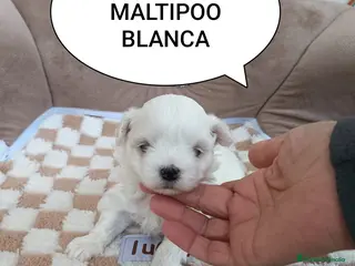 Maltipoo perros MALTIPO HEMBRA BLANCA - Anuncio 16