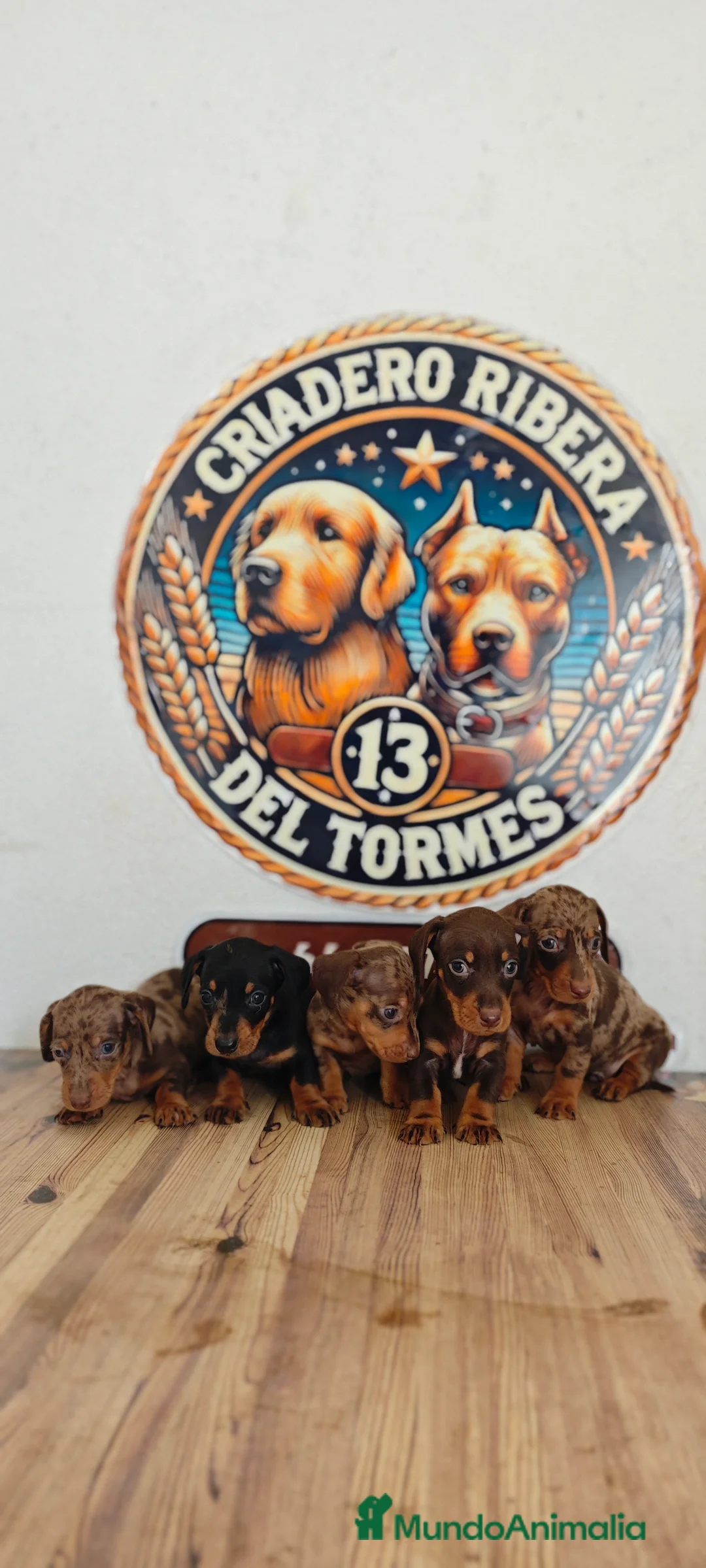 Teckel Miniatura perros en venta: Teckel kanichen  - Anuncio 1