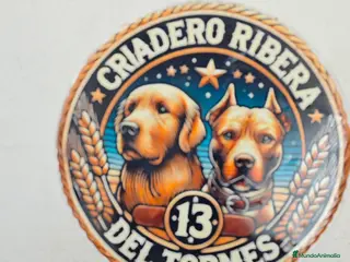 Teckel Miniatura perros Teckel kanichen - Anuncio 3