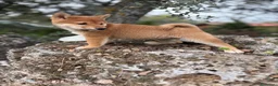 Shiba Inu perros en venta: Shiba Inú con toda la vacuanion completa  - Anuncio 5