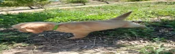 Golden Retriever perros en venta: GOLDEN RETRIEVER  - Anuncio 4