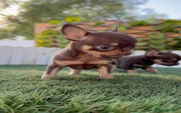 Chihuahua perros en venta: CHIHUAHUA MACHO - Imagen 15