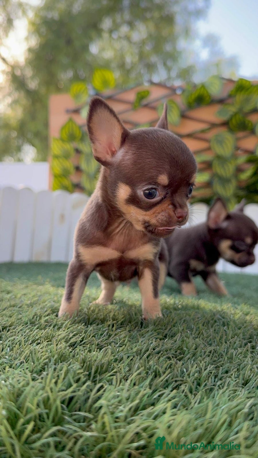 Chihuahua perros en venta: CHIHUAHUA MACHO - Imagen 15