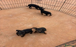 Pinscher Miniatura perros en venta: Pinscher miniatura negro fuego  - Anuncio 7