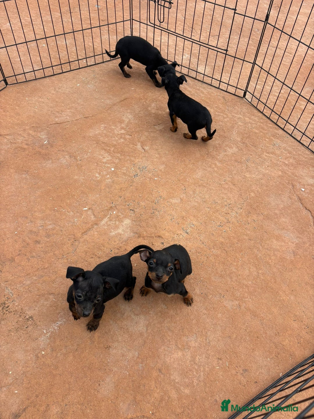 Pinscher Miniatura perros en venta: Pinscher miniatura negro fuego  - Anuncio 7