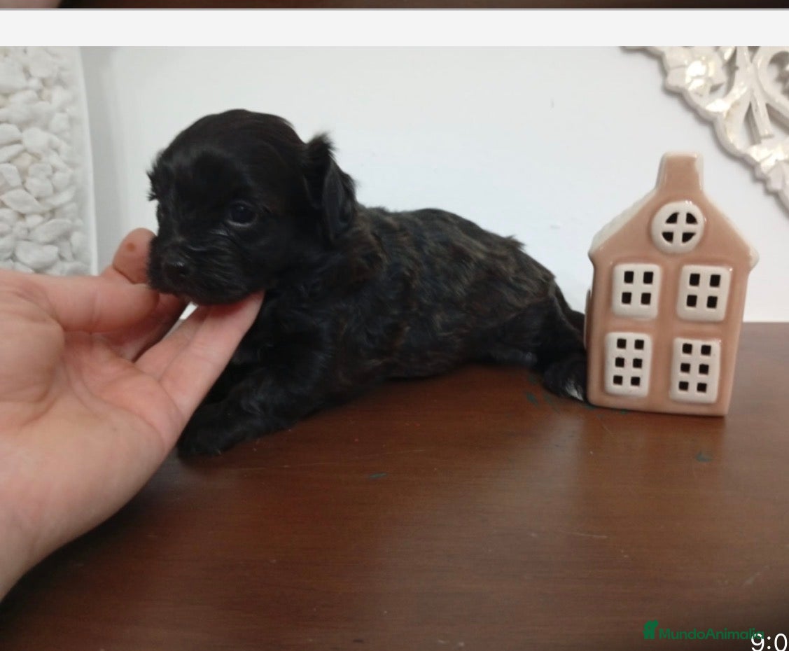 Maltipoo perros Maltipoo macho - Anuncio 1