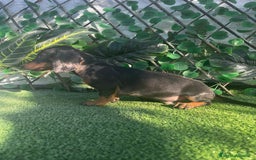 Teckel perros en venta: 🐶🌭¡Disponibles dos cachorros Teckel machos!🌭🐶 - Imagen 3