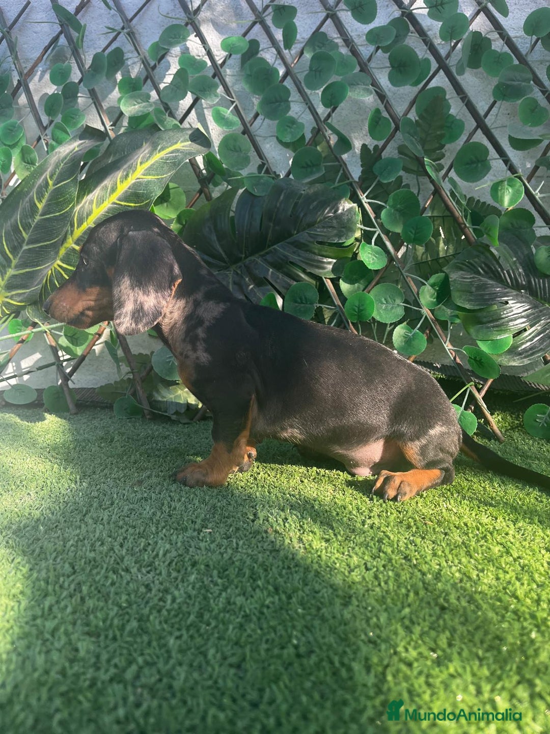 Teckel perros en venta: 🐶🌭¡Disponibles dos cachorros Teckel machos!🌭🐶 - Imagen 3