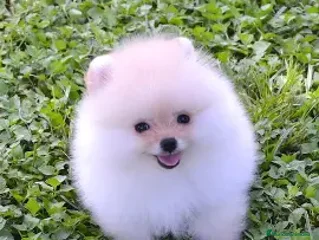 Pomerania perros CACHORRO POMERANIA LULU - Anuncio 2