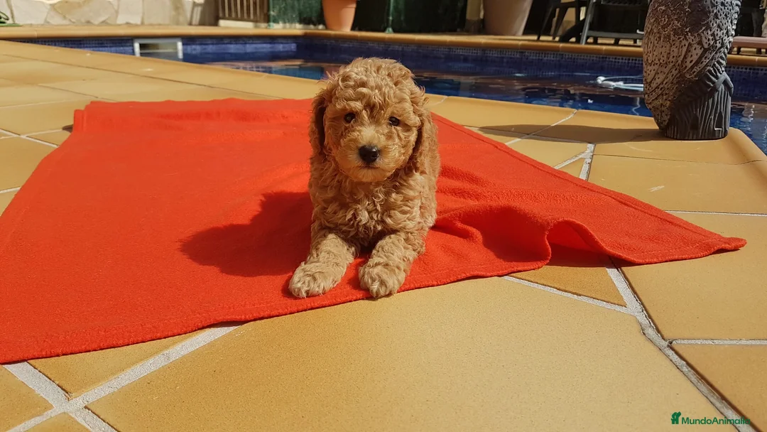 Caniche Enano perros en venta: Caniches preciosos en Barcelona - Anuncio 4