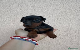 Pinscher Miniatura perros en venta: Mini pincher - Imagen 1