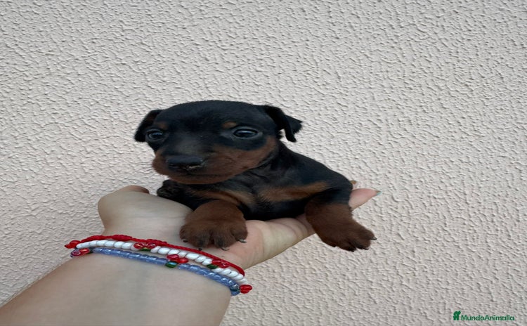 Pinscher Miniatura perros - Propaganda 8