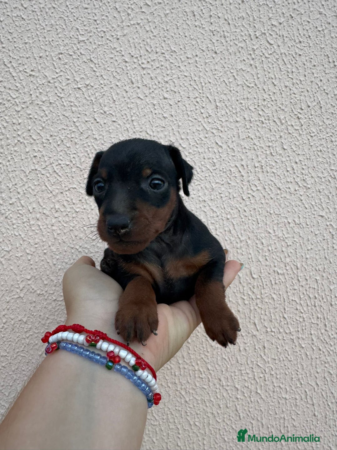 Pinscher Miniatura perros en venta: Mini pincher - Imagen 1