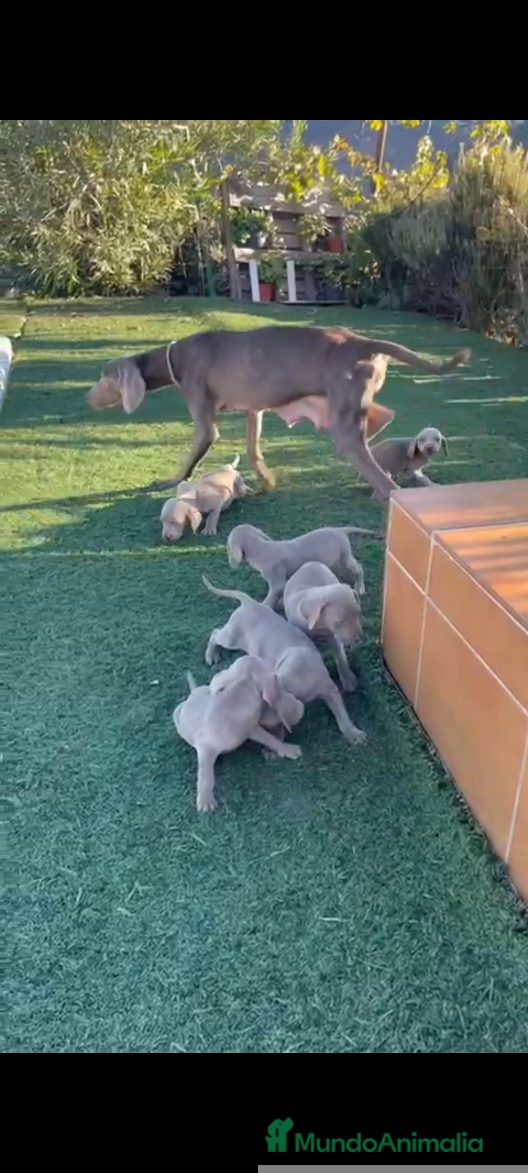 Braco Alemán de Pelo Corto perros Braco weymar  - Anuncio 1
