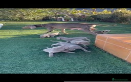 Braco Alemán de Pelo Corto perros en venta: Braco weymar  - Anuncio 1