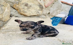 Bulldog Francés perros en venta: Bulldog frances - Imagen 5