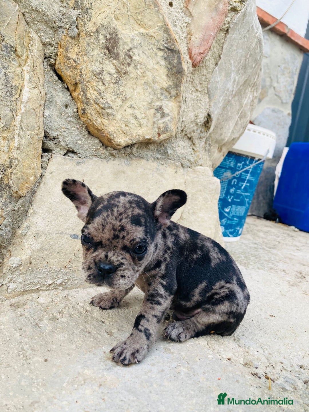 Bulldog Francés perros en venta: Bulldog frances - Imagen 5