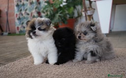 Pomerania perros en venta: 🐾 Roscón, Prodigy y Monk  Pomerania especiales 🐾 - Imagen 3
