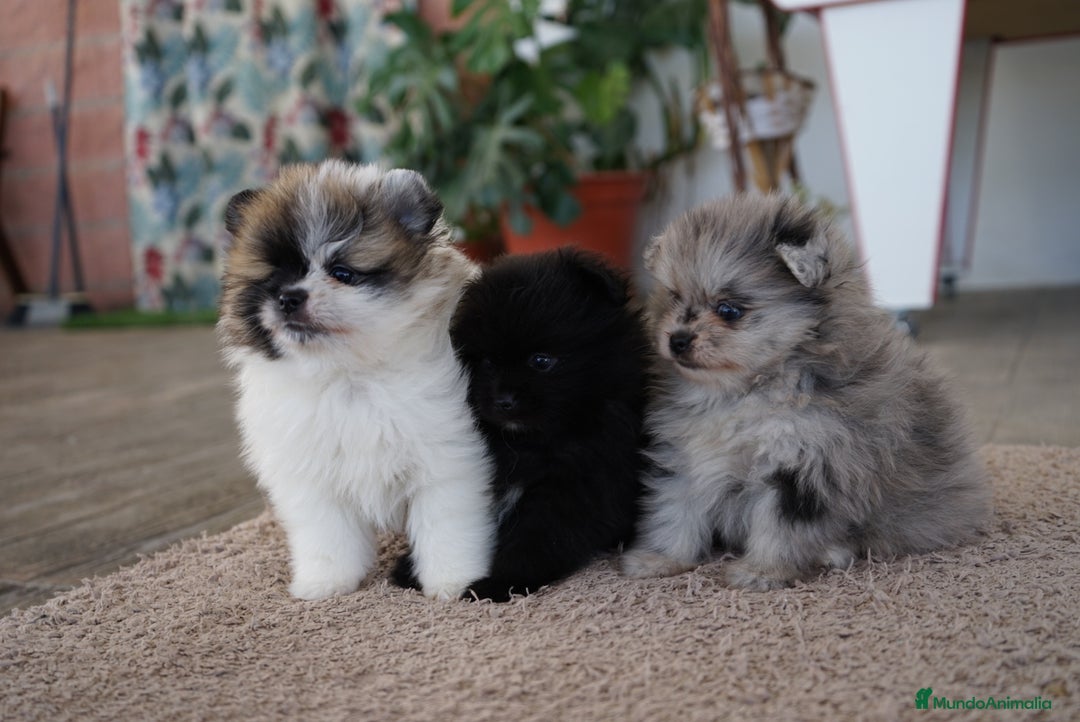 Pomerania perros en venta: 🐾 Roscón, Prodigy y Monk  Pomerania especiales 🐾 - Imagen 3