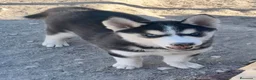 Husky Siberiano perros en venta: Husky siberiano  - Anuncio 4