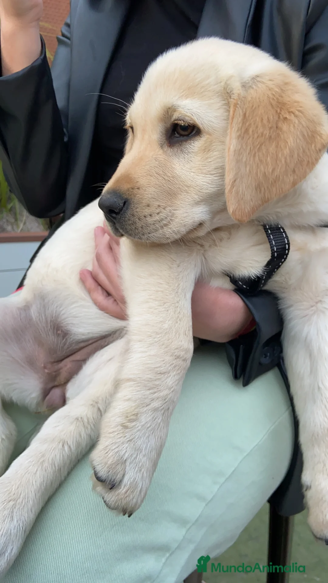 Labrador Retriever perros en venta: CACHORROS DE LABRADOR  - Anuncio 5