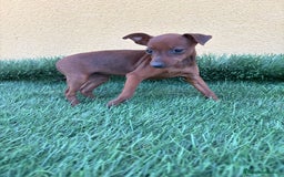 Pinscher Miniatura perros en venta: Pinscher miniatura o mini pinscher toy hembra  - Imagen 9