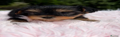 Yorkshire Terrier Cachorro 1