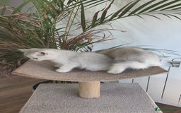 Británico de Pelo Corto gatos en venta: British Silver Chinchilla  - Imagen 8