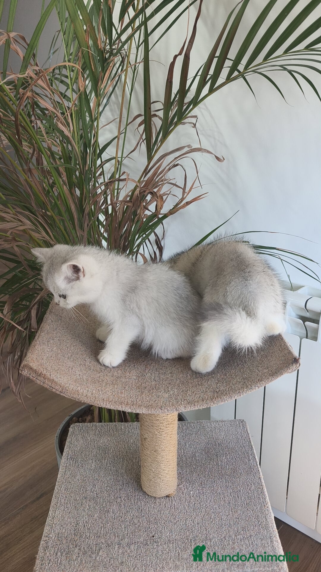 Británico de Pelo Corto gatos en venta: British Silver Chinchilla  - Imagen 8