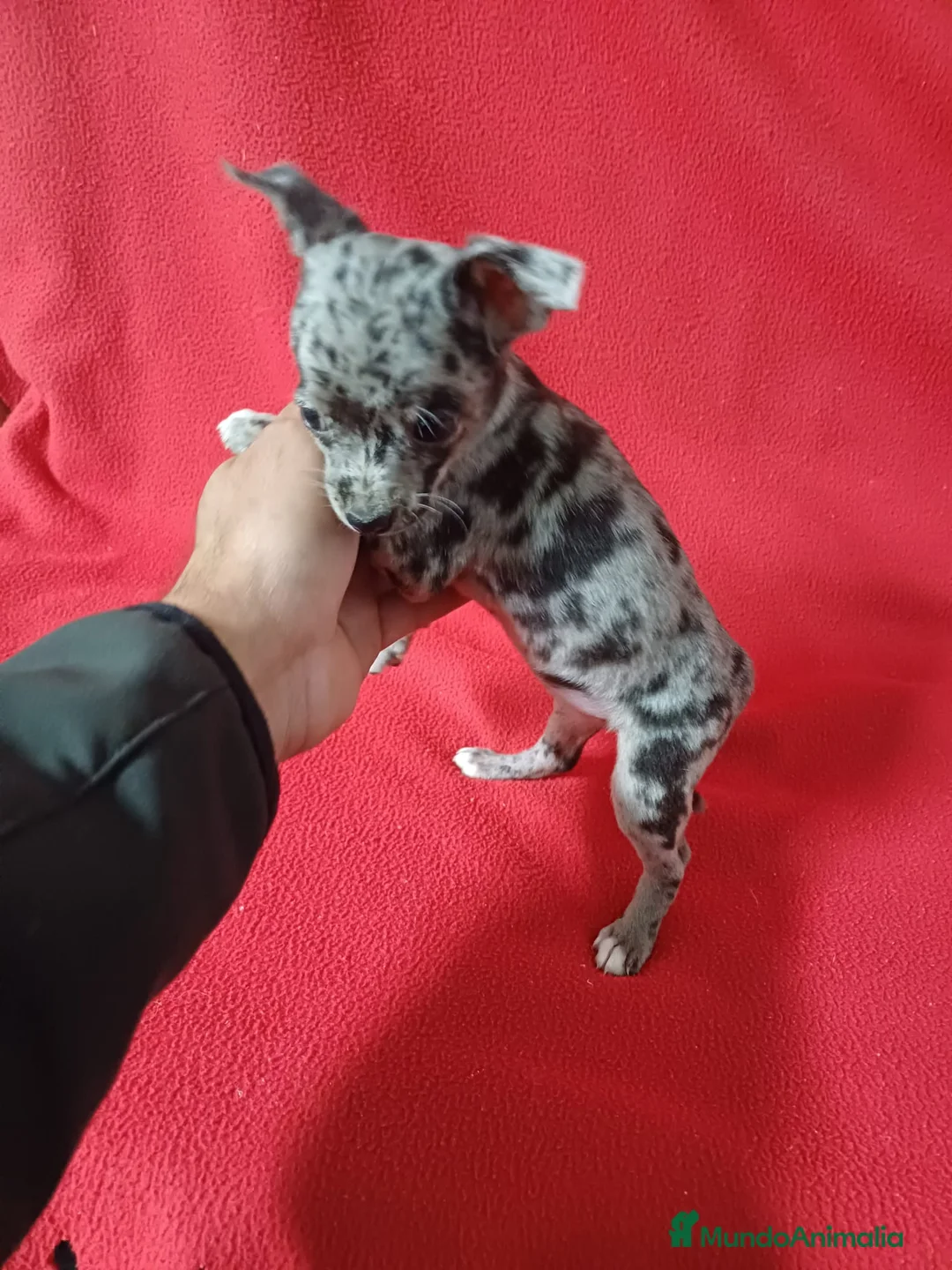Chihuahua perros en venta: Chihuahua Mini Arlequin  - Anuncio 2