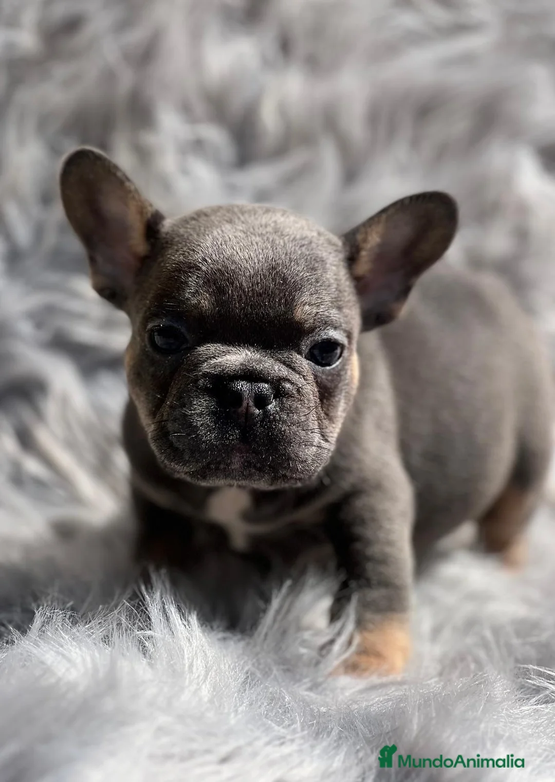 Bulldog Francés perros en venta: Bulldog francés blue and tan en Barcelona - Anuncio 2