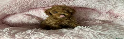 Caniche Toy perros en venta: Caniche toy Rojo  - Anuncio 1