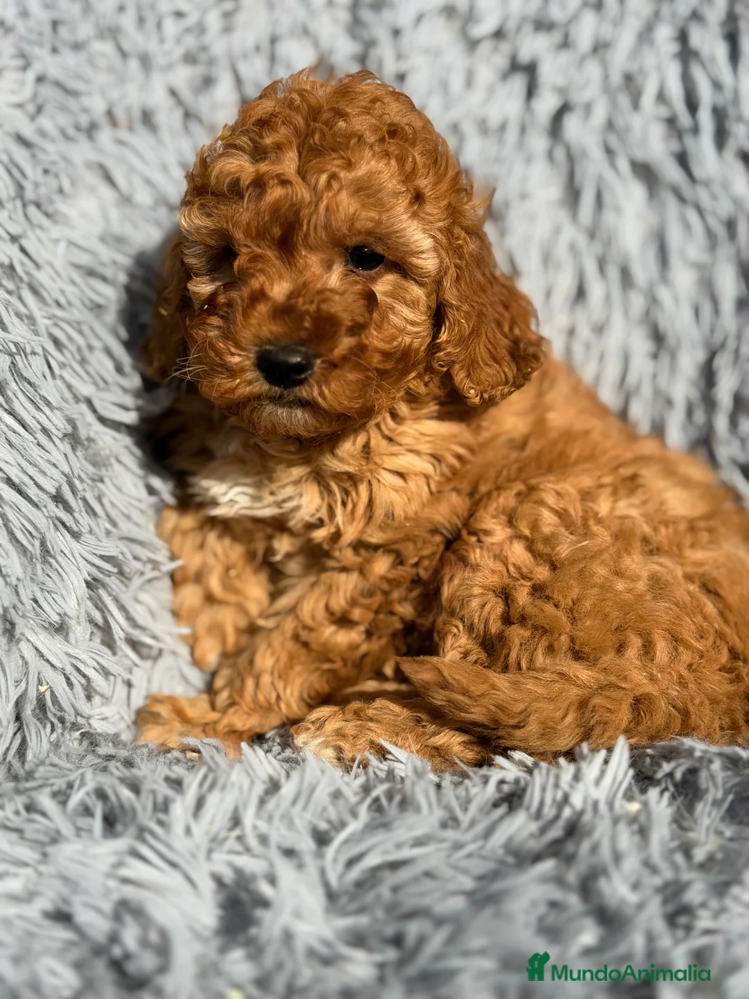 Maltipoo perros en venta: Maltipoo macho F2  - Anuncio 1