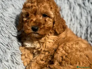 Maltipoo perros Maltipoo macho F2 - Anuncio 2