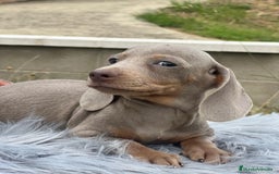 Teckel Miniatura perros en venta: TECKEL MINATURA ISABELLA - Imagen 2
