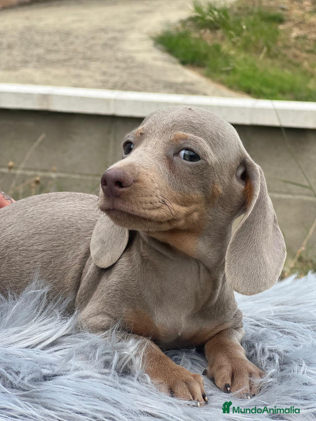 Teckel Miniatura perros en venta: TECKEL MINATURA ISABELLA - Imagen 2