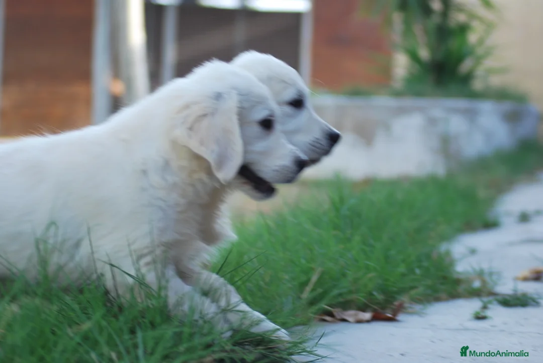 Golden Retriever perros en venta: Cachorros de Golden retriever en Madrid - Anuncio 2