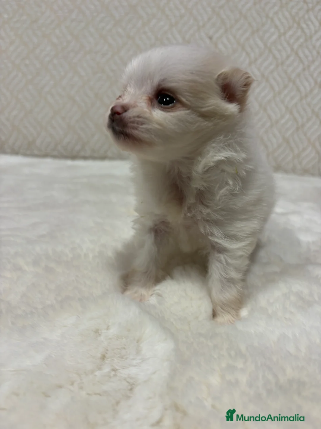 Pomerania perros en venta: Lulu Pomerania Toy hembra naranja blanca  - Anuncio 25