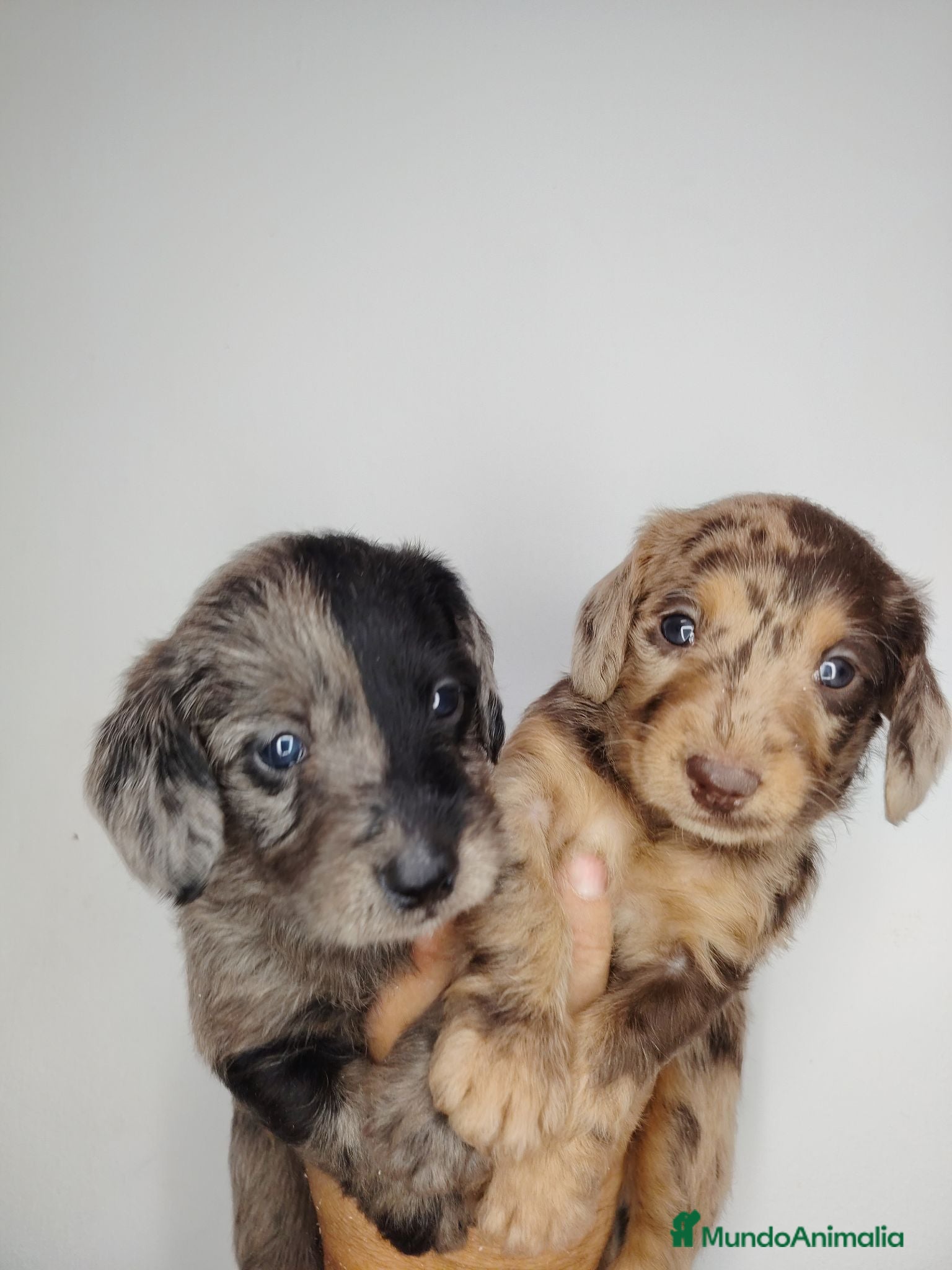Raza Mixta perros Doxiepoo - Anuncio 2
